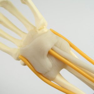 屈筋支帯や掌側橈骨手根靱帯など