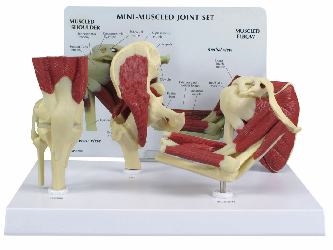 肩関節模型 | 日本スリービー・サイエンティフィック