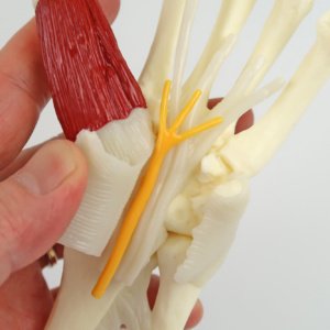 手根靭帯は柔らかい素材，神経や腱を確認できます