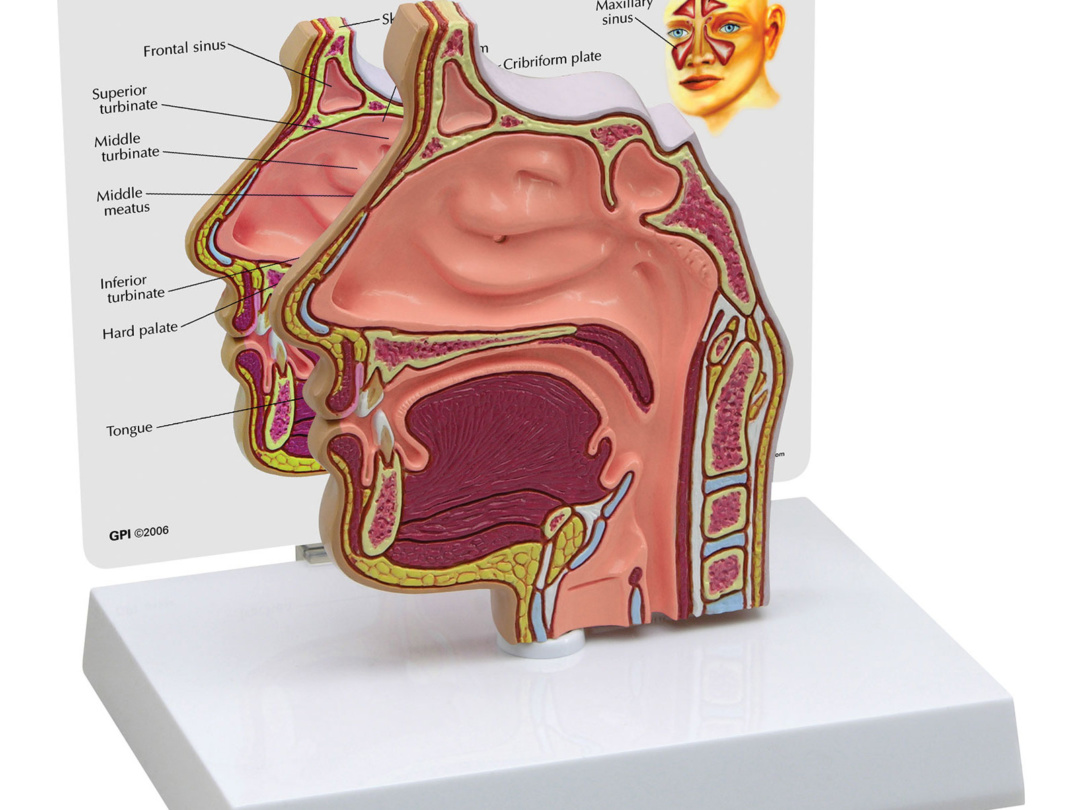 耳鼻咽喉模型：耳・平行聴覚器・鼻・喉頭｜人体模型｜3B Scientific