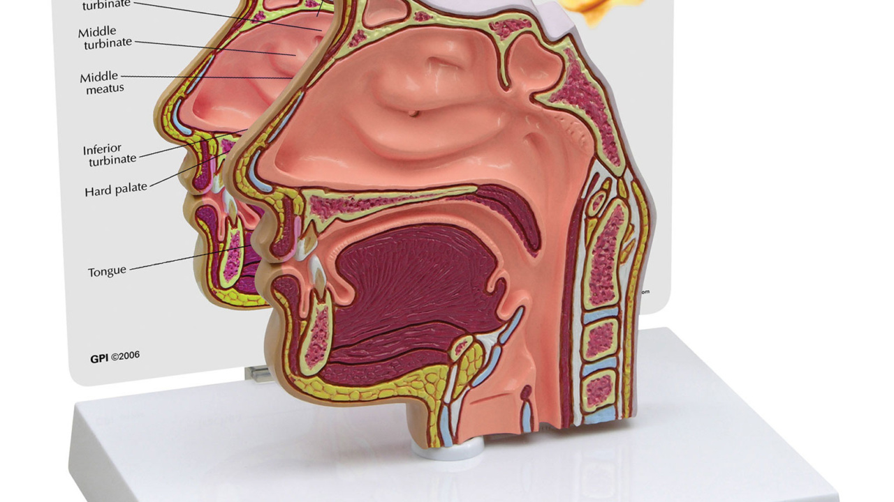 耳鼻咽喉模型：耳・平行聴覚器・鼻・喉頭｜人体模型｜3B Scientific