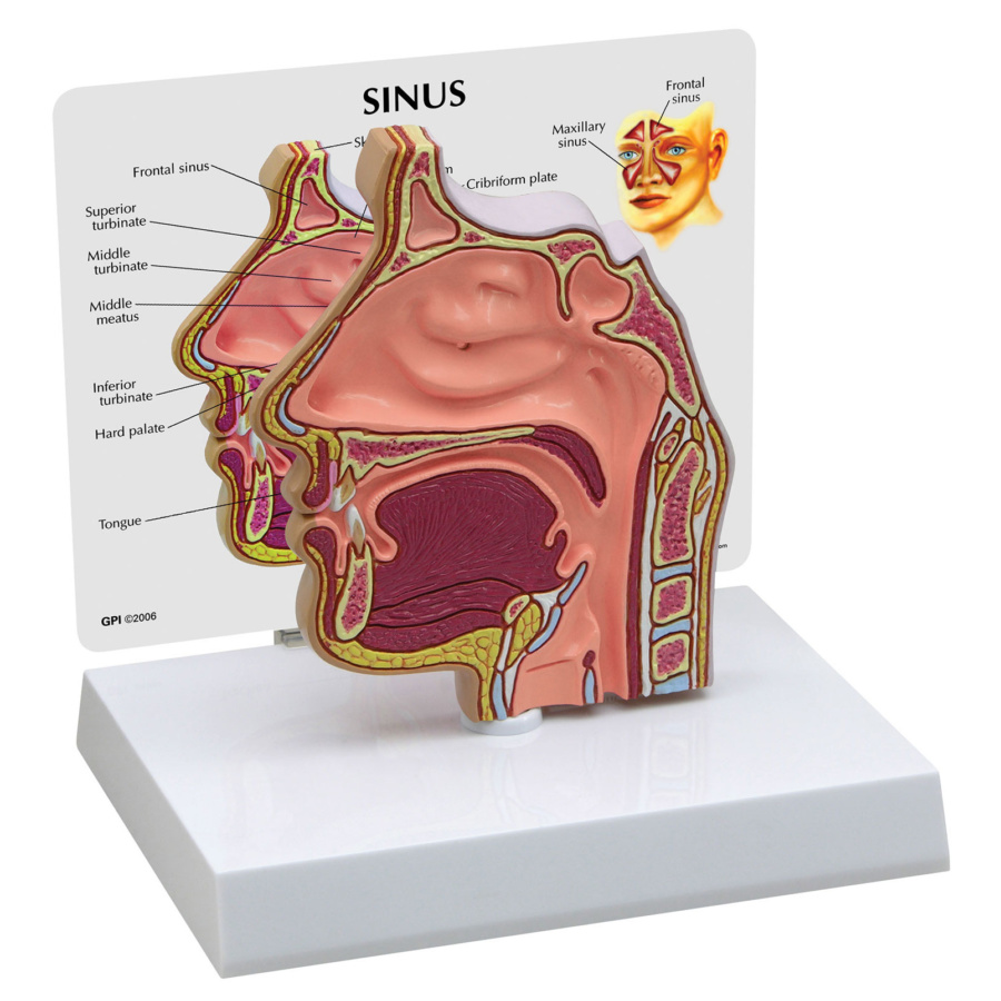 耳鼻咽喉模型：耳・平行聴覚器・鼻・喉頭｜人体模型｜3B Scientific