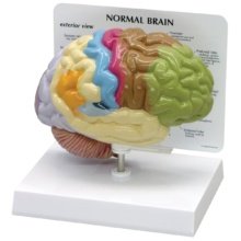 半脳，色分けモデル