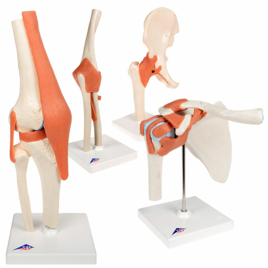 オンライン限定商品】 ⭐︎あい⭐︎股関節・膝関節・足関節機能模型 