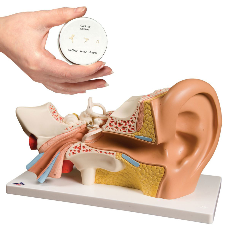 耳の模型