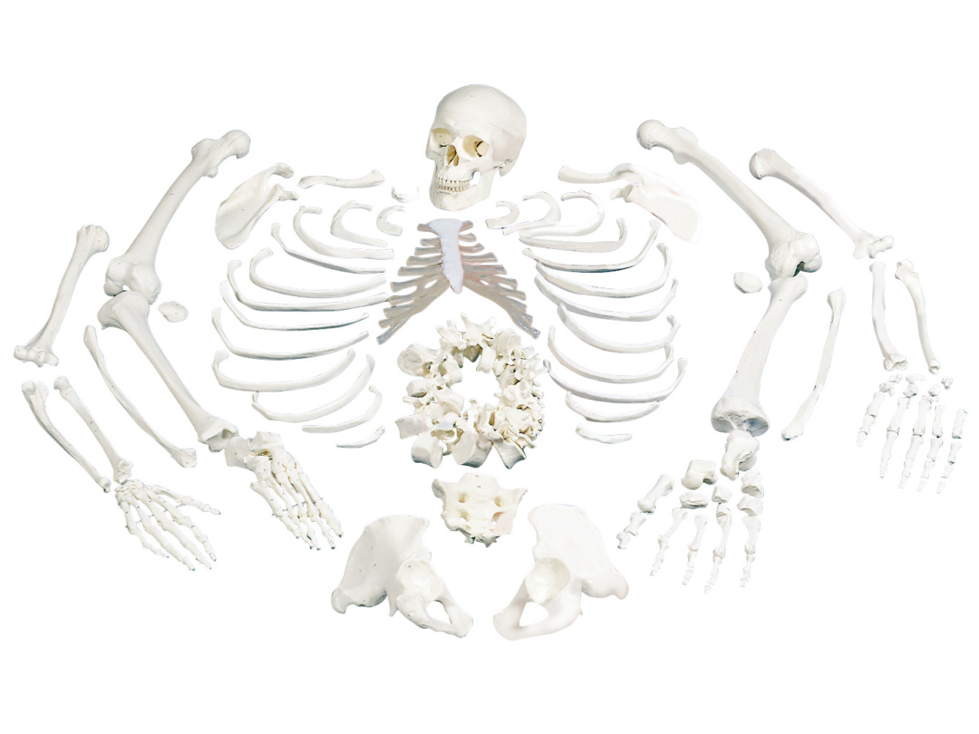 骨格分離モデル（全身）