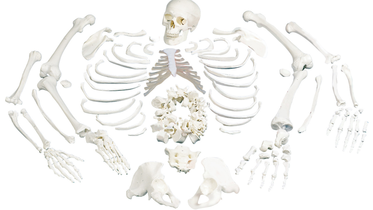 美品　3B Scientific 1/2全身骨格模型　日本スリービー解剖学模型