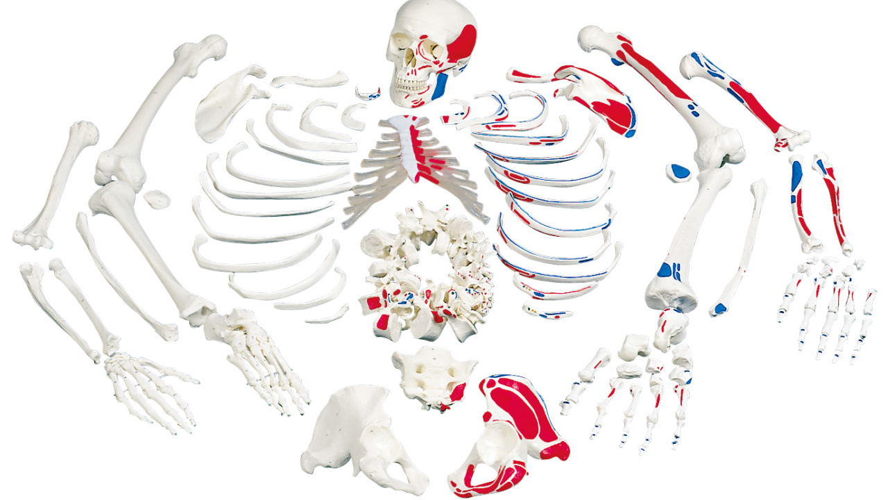 骨格分離モデル，筋表示型（全身）- 3B Smart Anatomy