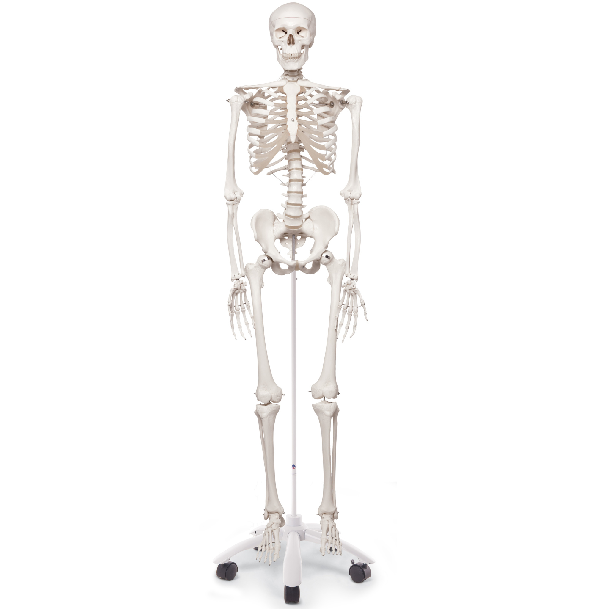全身 骸骨 人体骨格【約150cm】未使用 - 置物