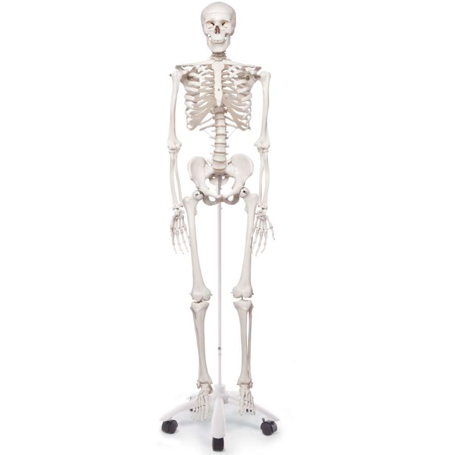 人体骨格模型　スタンド付き　人体模型　全身骨格　骸骨　骨格模型