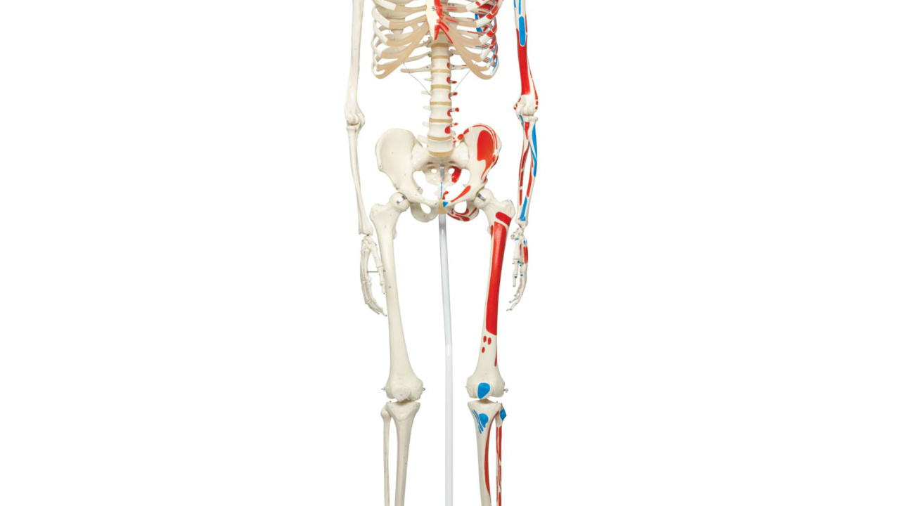 ソムソ 骨模型 下腿骨 前腕 手関節 大腿骨 - その他