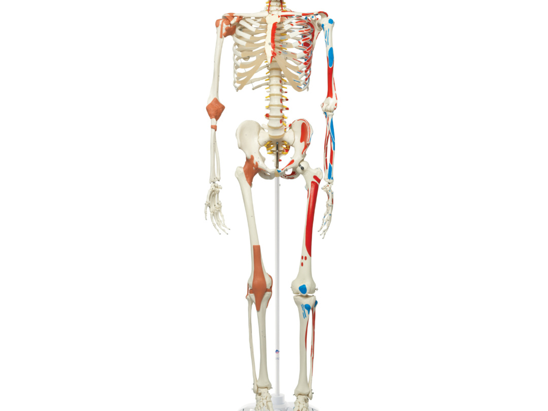 等身大 骨格モデル 人体模型 骨格模型 - 置物