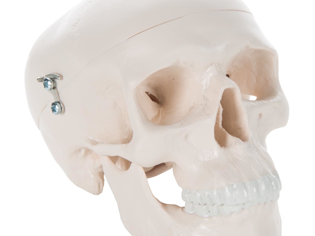 頭蓋骨模型 - 成人 | 日本スリービー・サイエンティフィック