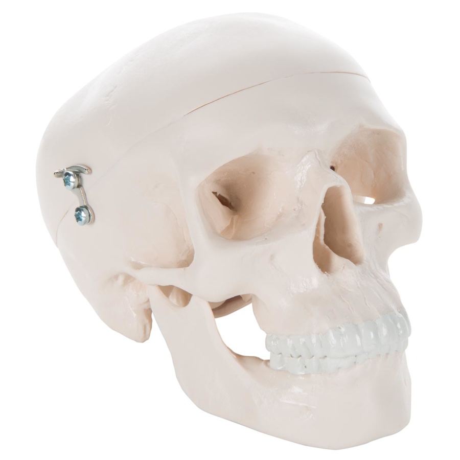 頭蓋骨模型 - 成人 | 日本スリービー・サイエンティフィック