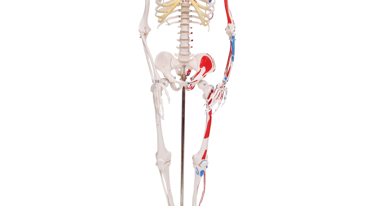 骨格分離モデル，筋表示型（全身）- 3B Smart Anatomy 店舗用品