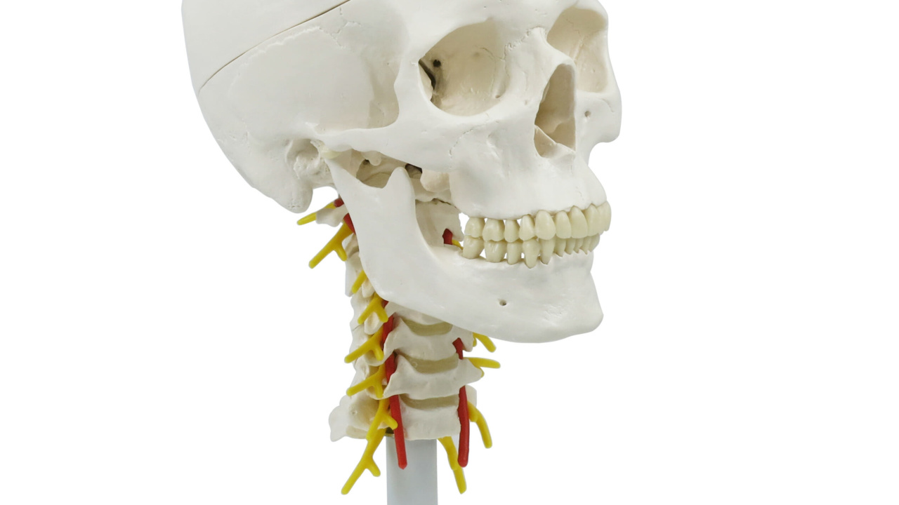 頭蓋，頚椎付，4分解モデル - 日本スリービー・サイエンティフィック