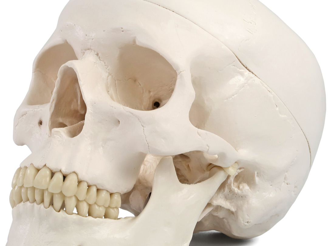 ナビス　頭蓋骨モデル　歯科用4513 - 4
