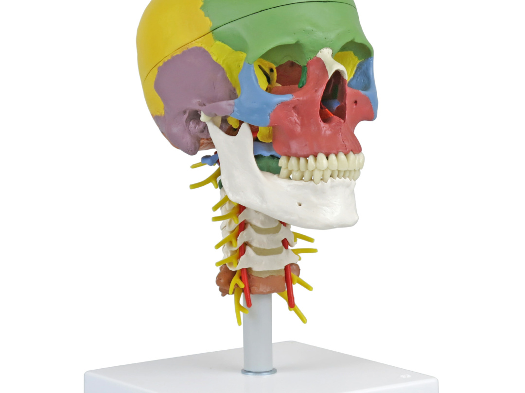 頭蓋，頚椎付，骨別カラー4分解モデル - 日本スリービー・サイエンティ 