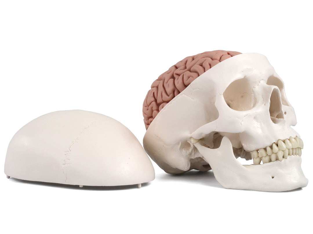 頭蓋，脳付，8分解モデル - 日本スリービー・サイエンティフィック