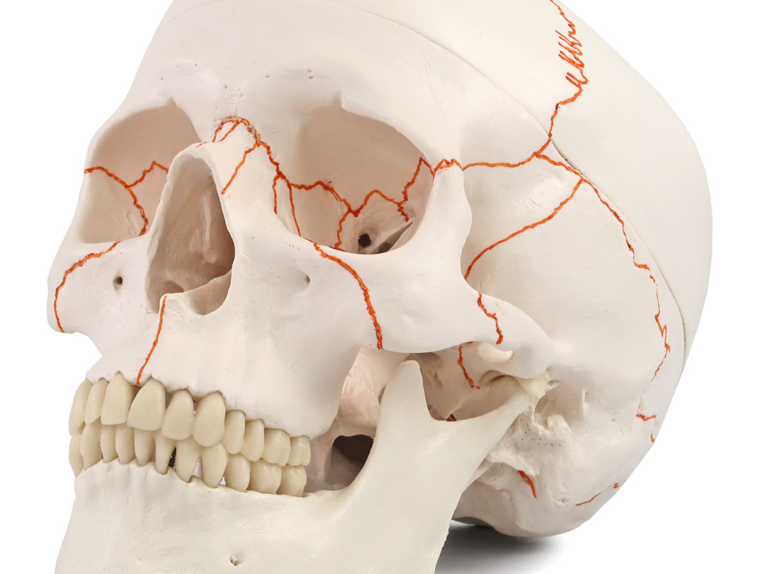 頭蓋，縫合線表示付，3分解モデル - 3B Smart Anatomy