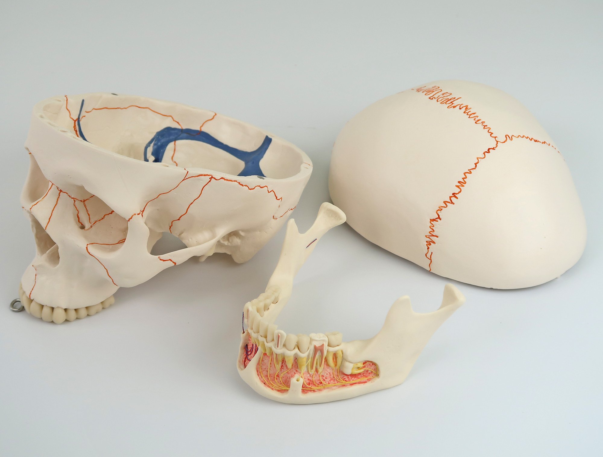 頭蓋，下顎開放型，3分解モデル - 日本スリービー・サイエンティフィック