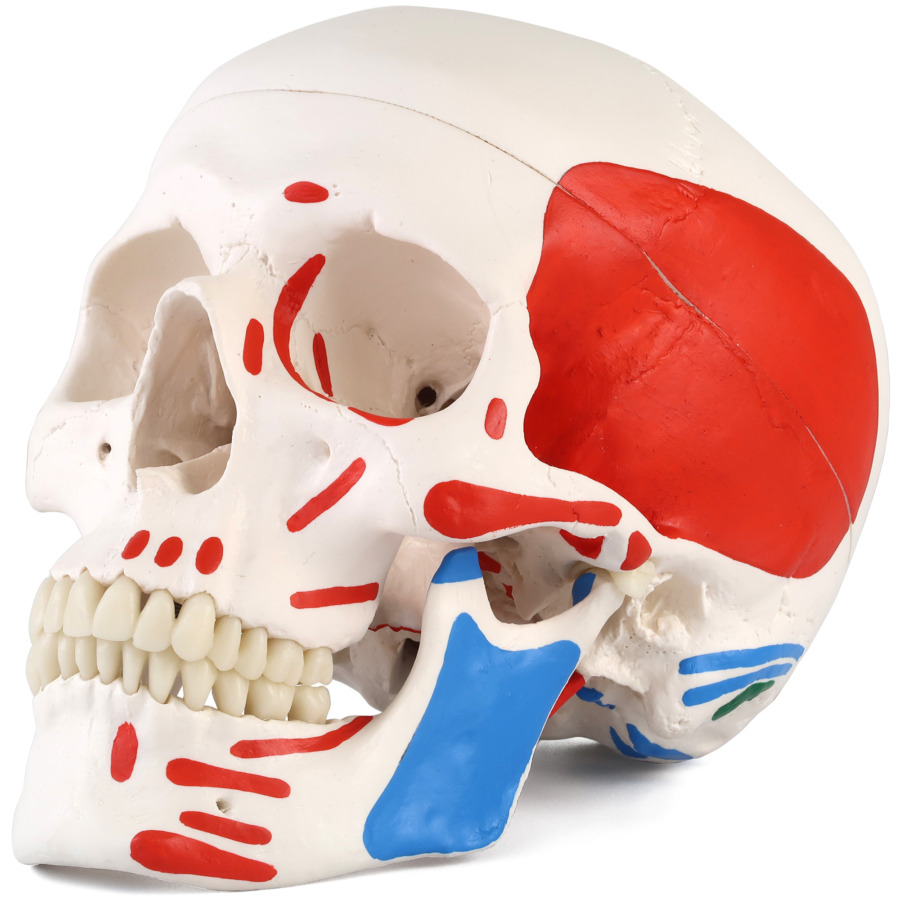 頭蓋，筋表示付，3分解モデル - 3B Smart Anatomy
