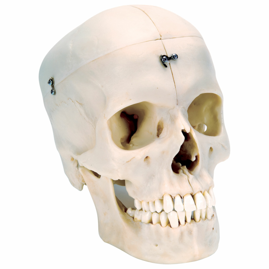 ソムソ社製 頭蓋骨22分割（頭蓋模型） 教育機関向け - 医学、薬学、看護