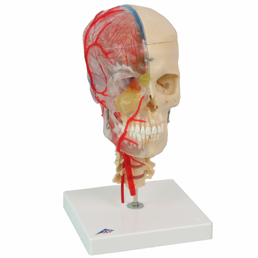 頭蓋骨模型 - 高精度モデル | 日本スリービー・サイエンティフィック