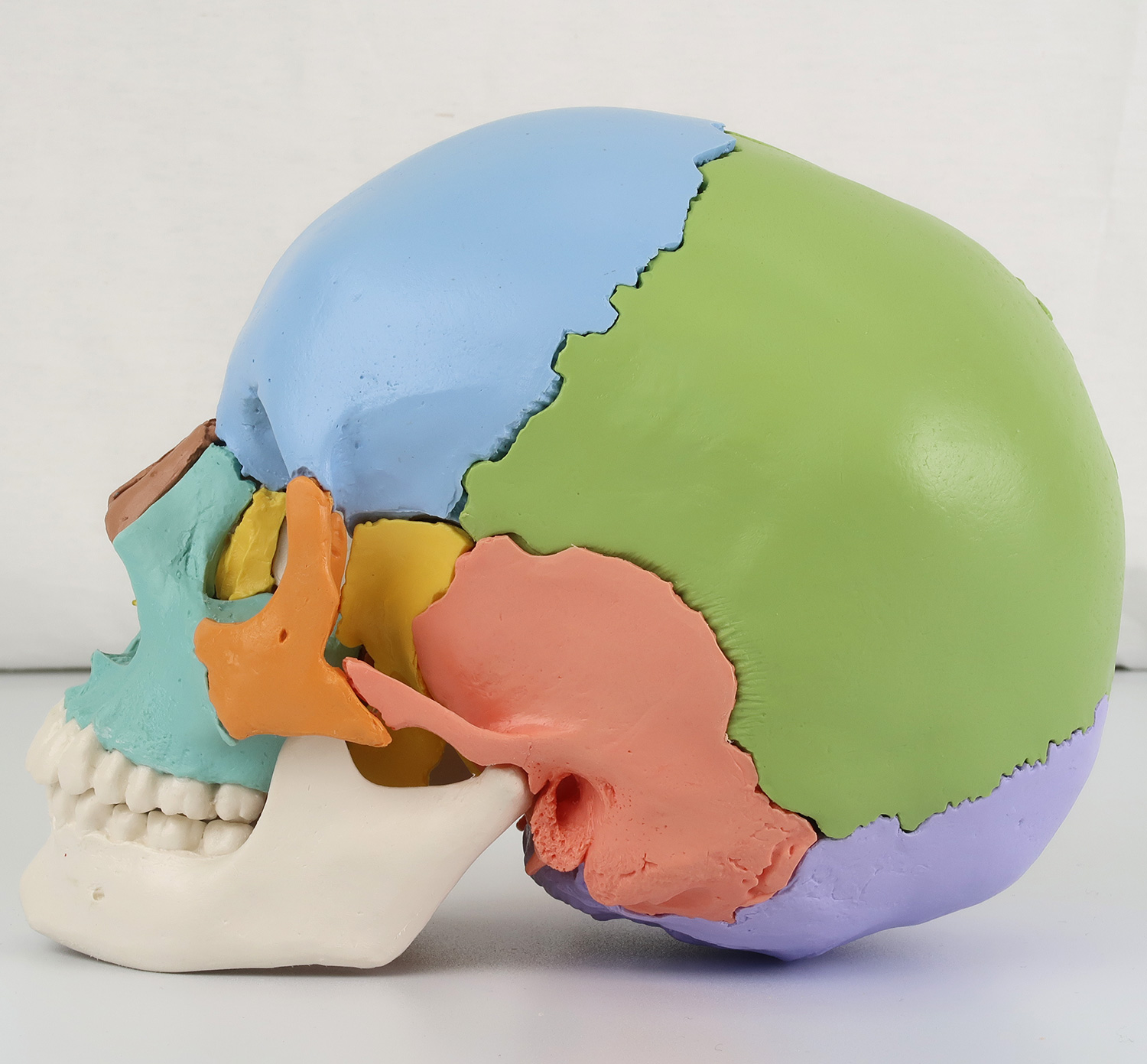 なし女性の頭蓋骨模型3分解　ソムソ