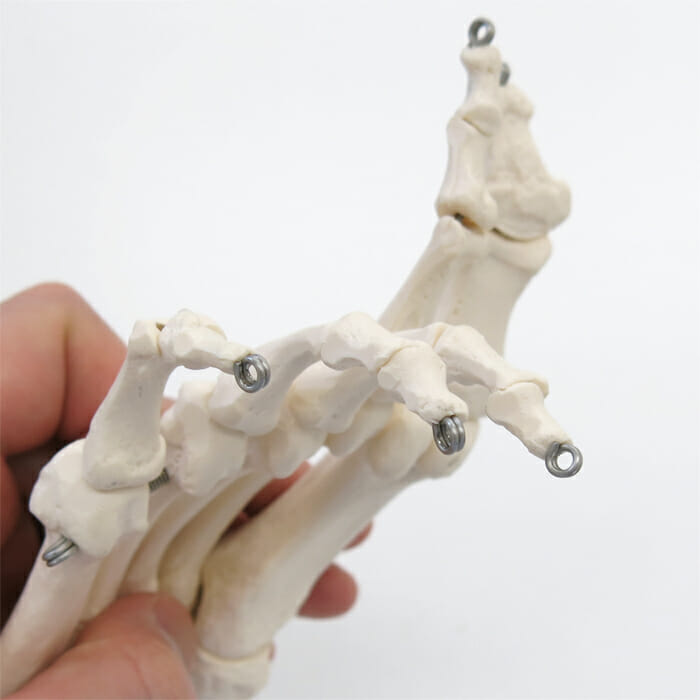 足の骨モデル，脛骨・腓骨付，ワイヤーつなぎ 日本スリービー・サイエンティフィック