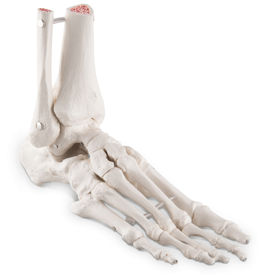 足の骨モデル，脛骨・腓骨付，エラスティックコードつなぎ - 日本 