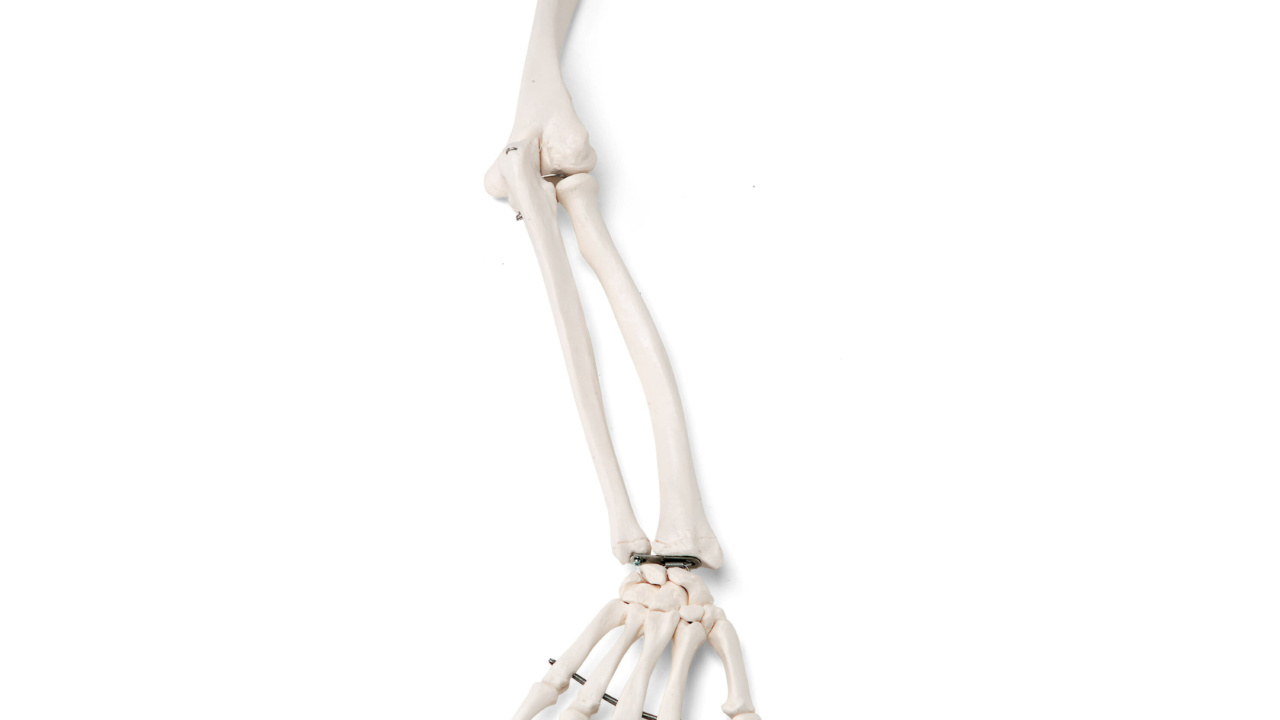 自由上肢骨モデル - 3B Smart Anatomy