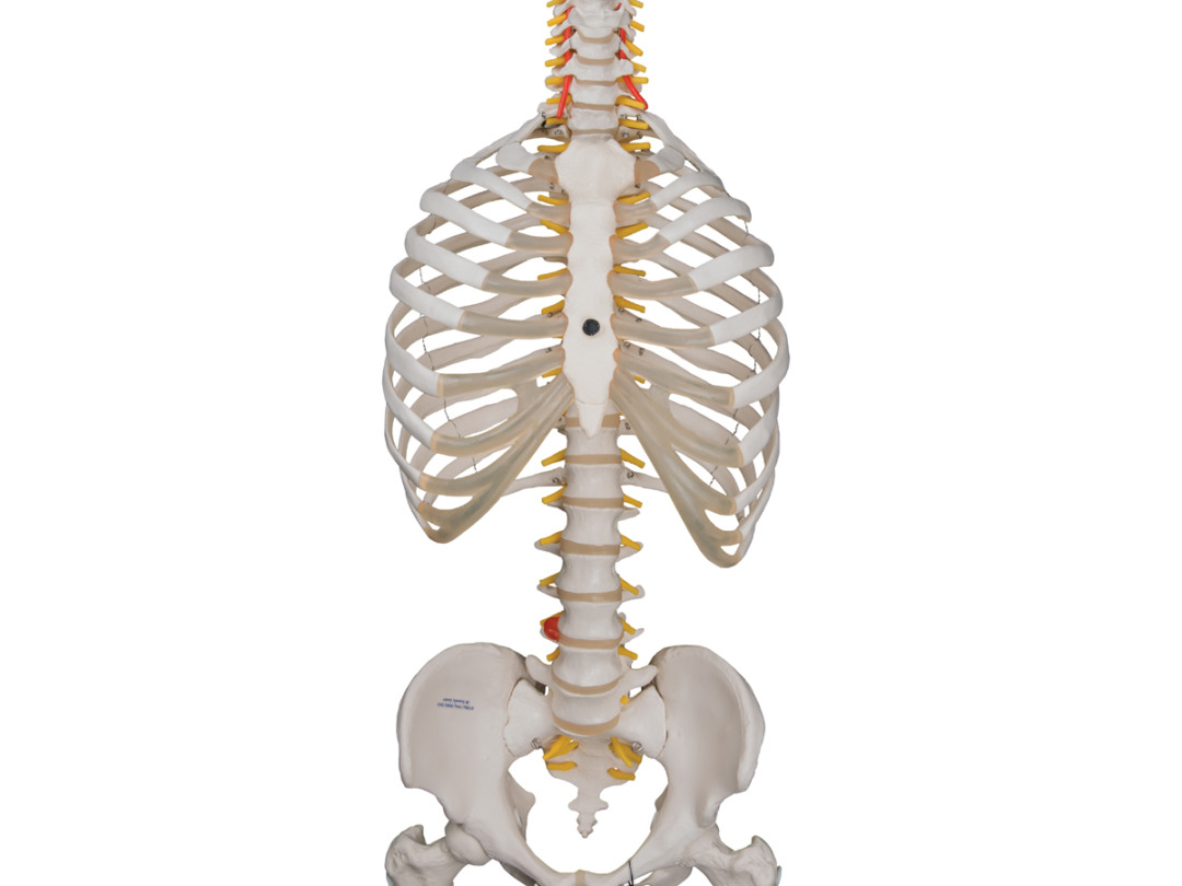 脊柱可動型モデル，胸郭，大腿骨付 - 日本スリービー・サイエンティ 
