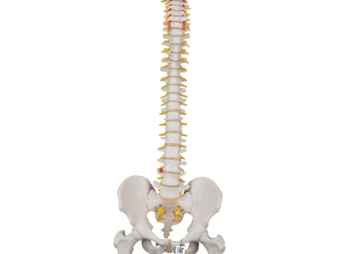 脊柱可動型モデル，大腿骨付 - 日本スリービー・サイエンティフィック