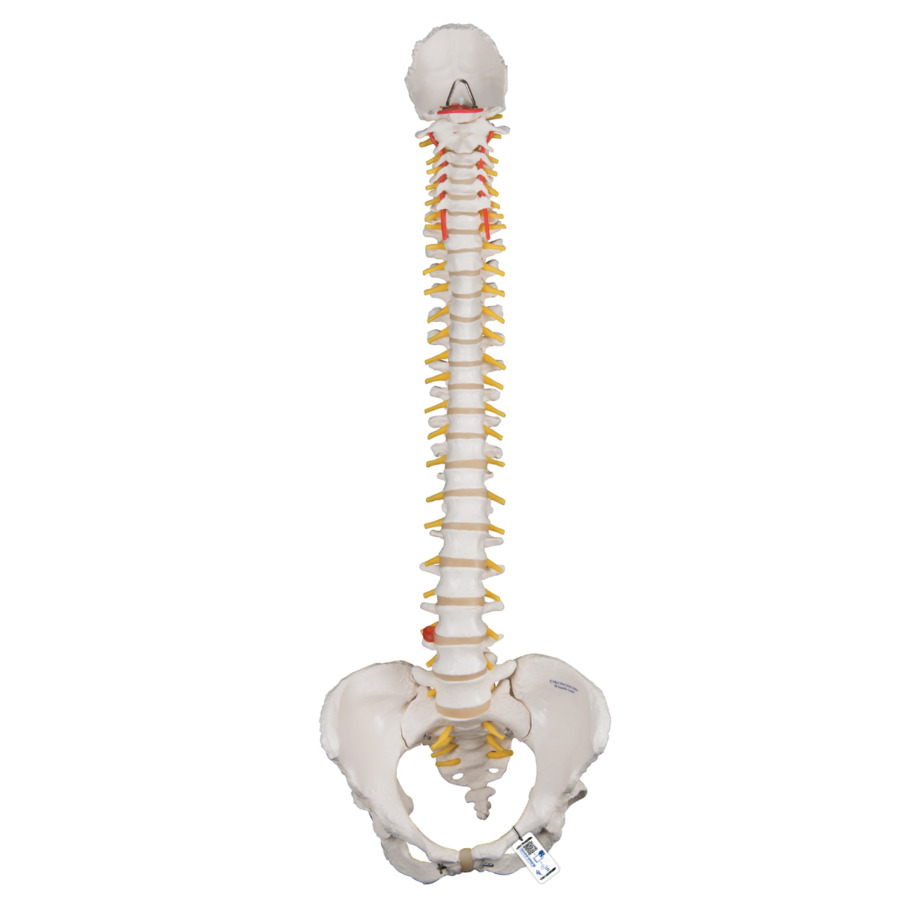脊柱可動型モデル，女性骨盤仕様 - 日本スリービー・サイエンティ 