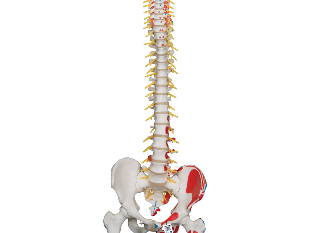 人気メーカー・ブランド 背柱模型 整体など始める方へ 医療関係 健康