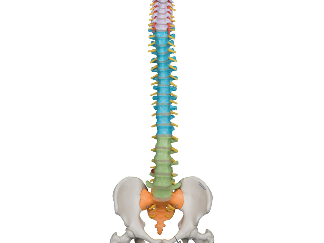 脊柱可動型カラーモデル，大腿骨付 - 日本スリービー・サイエンティ 
