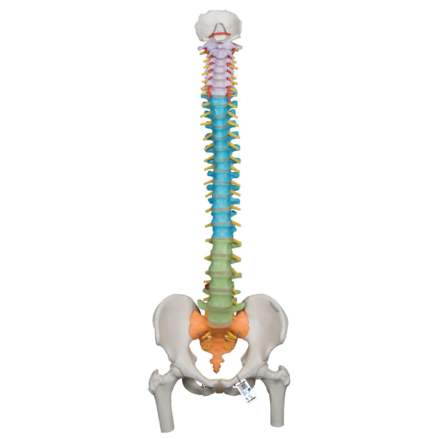 脊柱可動型カラーモデル，大腿骨付 - 日本スリービー・サイエンティ 