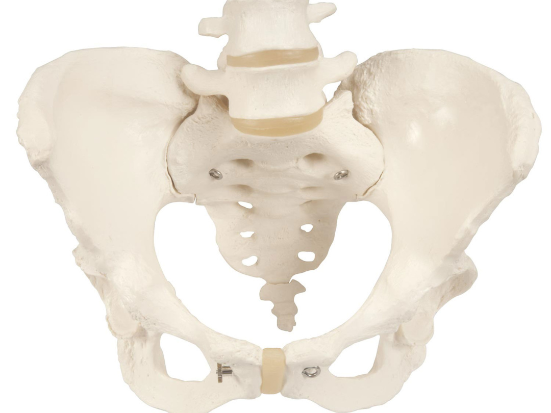女性骨盤モデル - 3B Smart Anatomy