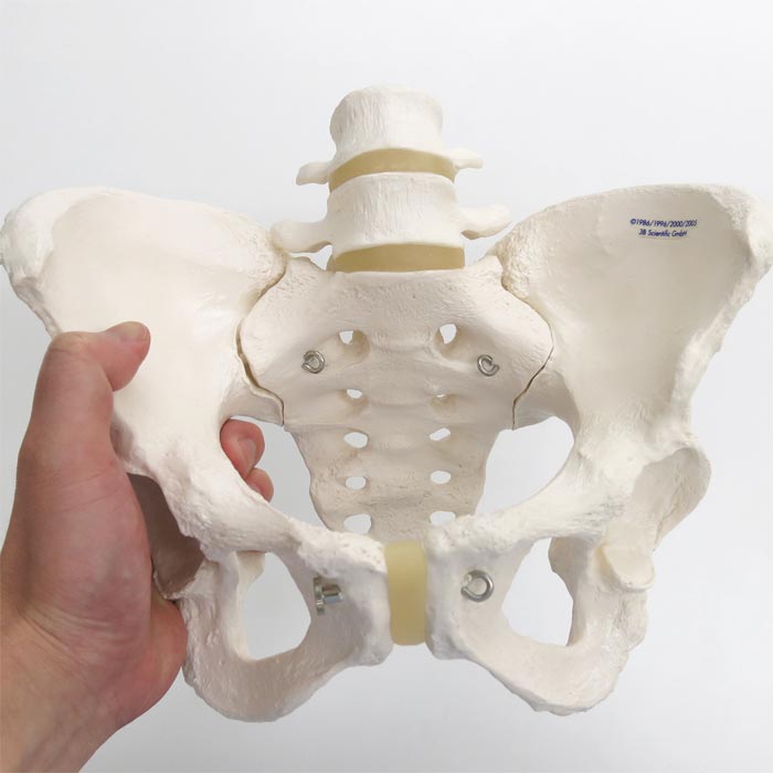 お得 ミニ骨盤モデル-女性の骨盤スケルトン解剖学的モデル-婦人科