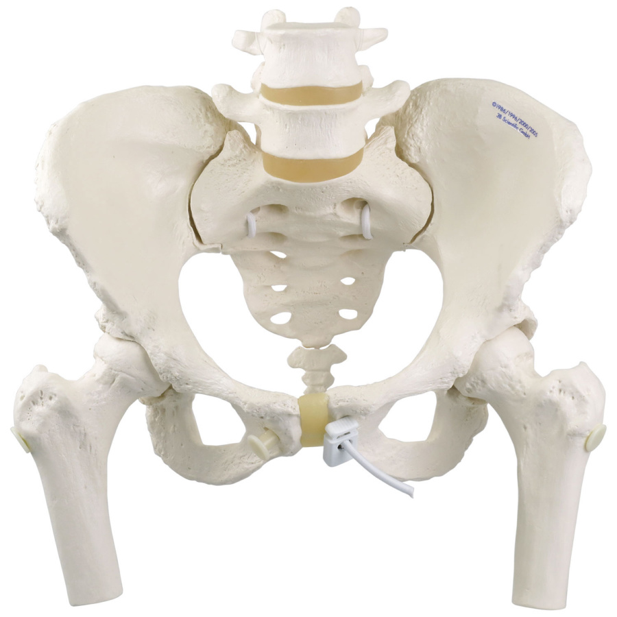 女性骨盤モデル，可動型・大腿骨付 - 日本スリービー・サイエンティ 