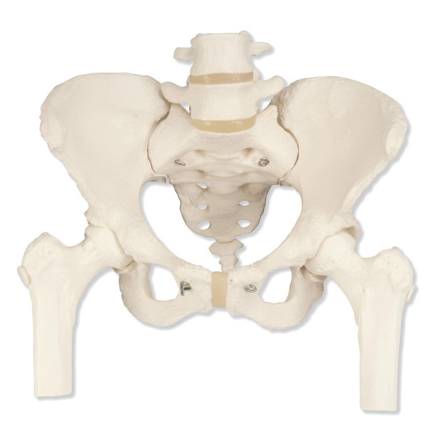 女性骨盤モデル，大腿骨付 - 3B Smart Anatomy
