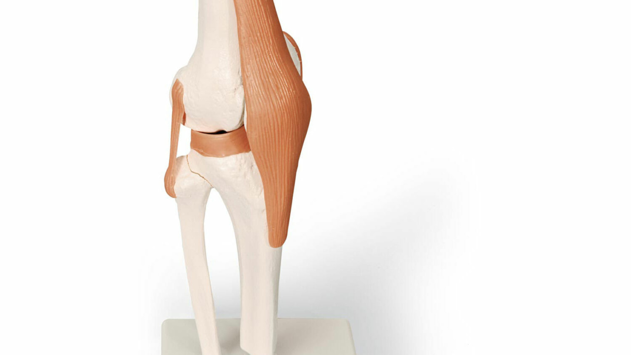 膝関節，機能モデル - 日本スリービー・サイエンティフィック