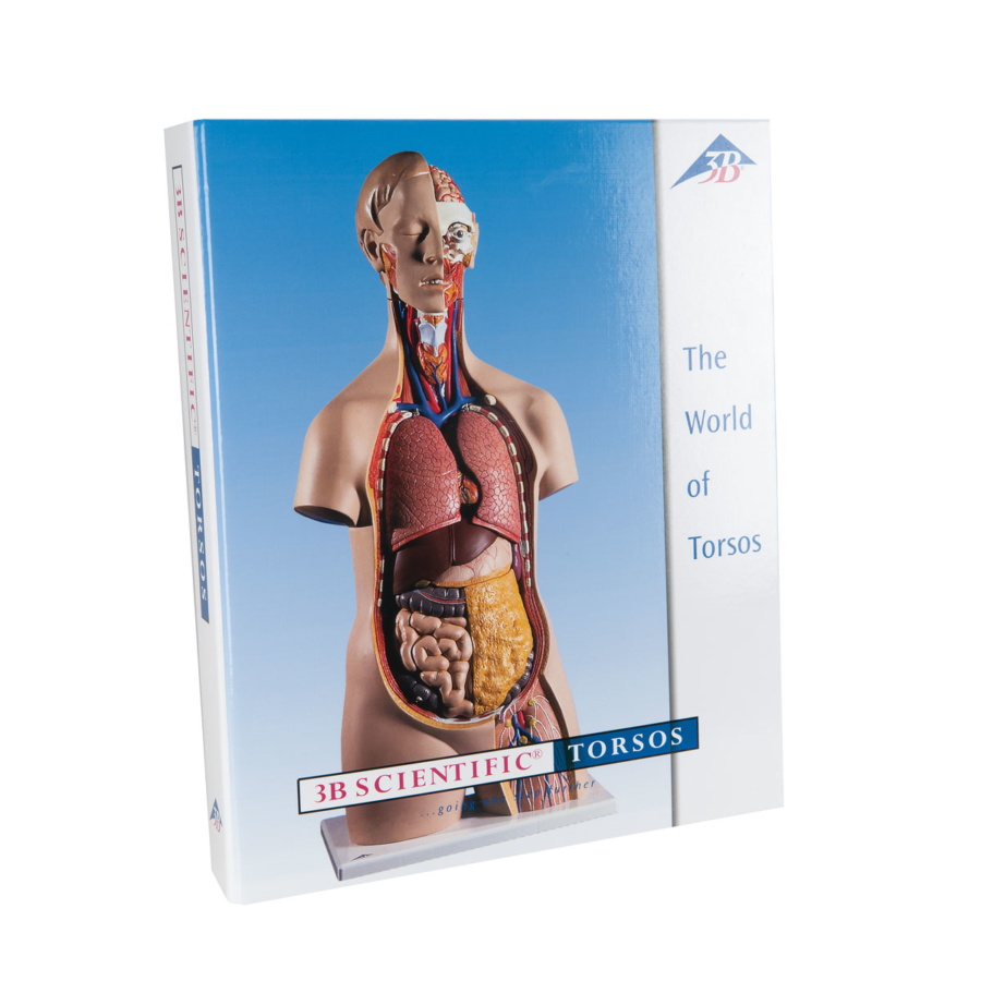 人体解剖模型・トルソー模型｜人体模型｜3B Scientific