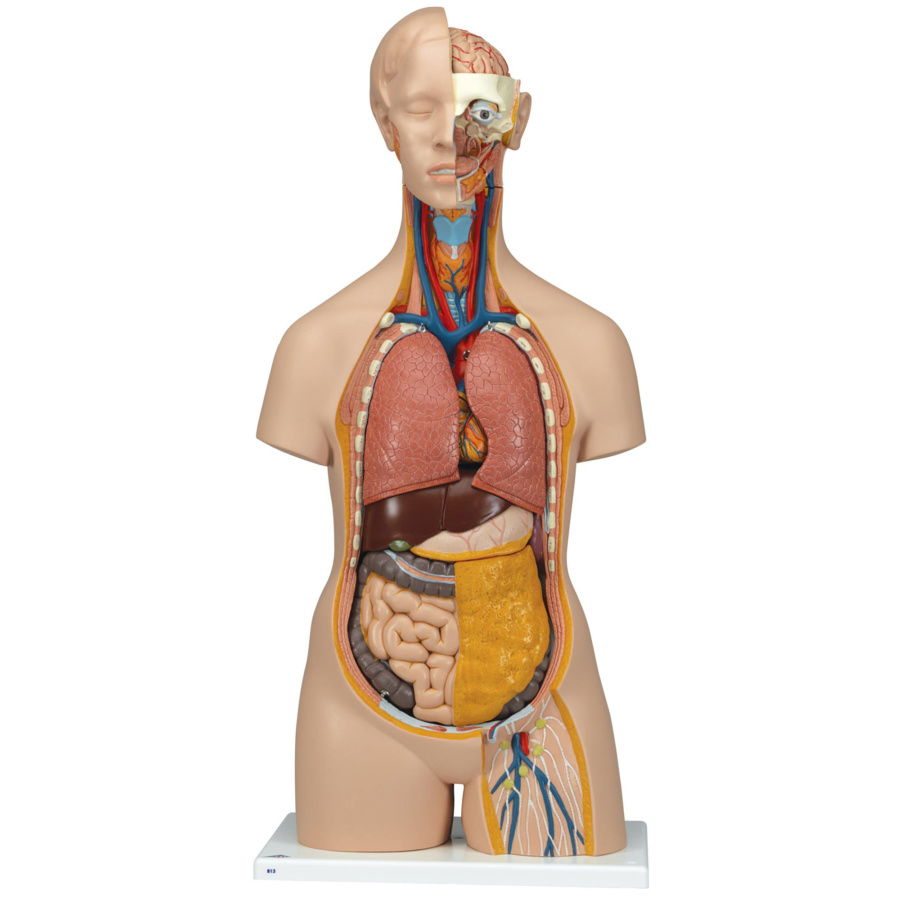 人体模型 消化器系，3分解モデル 3B Smart Anatomy - その他