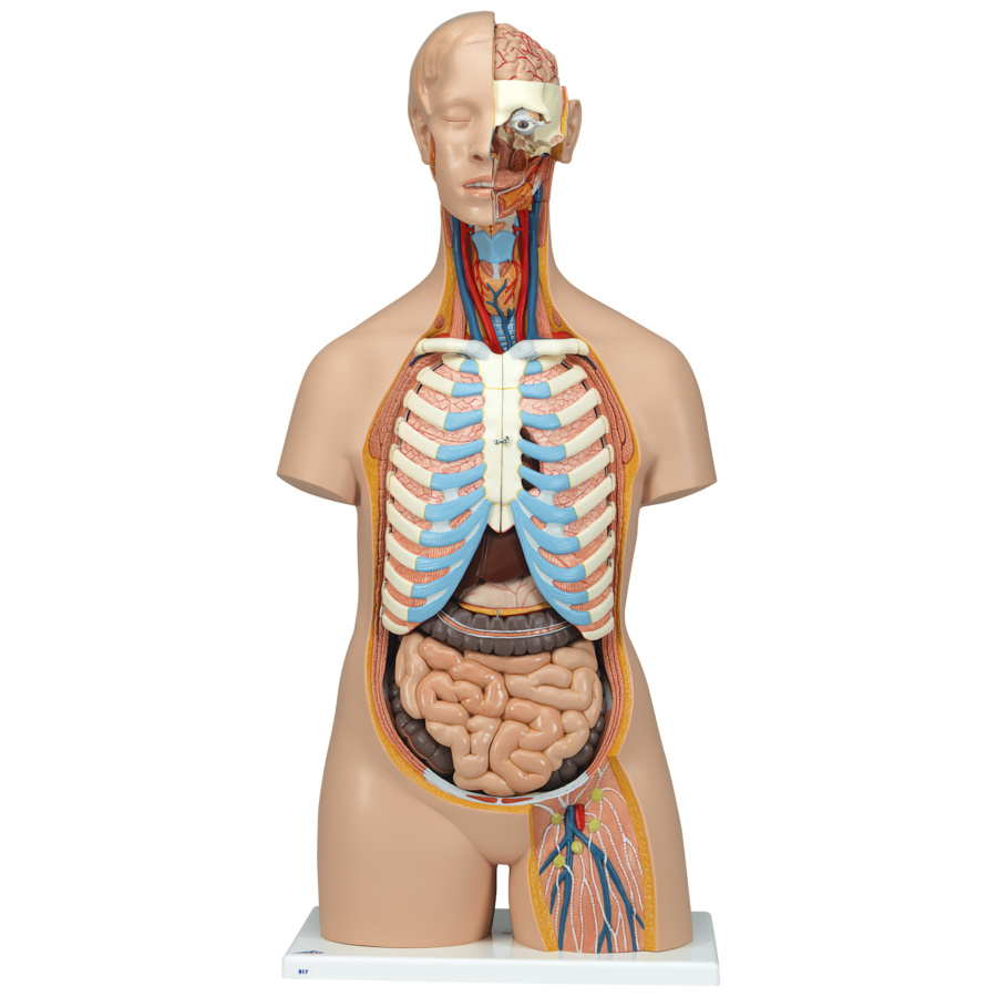 トルソー，21分解モデル，無性，背側開放型 - 3B Smart Anatomy