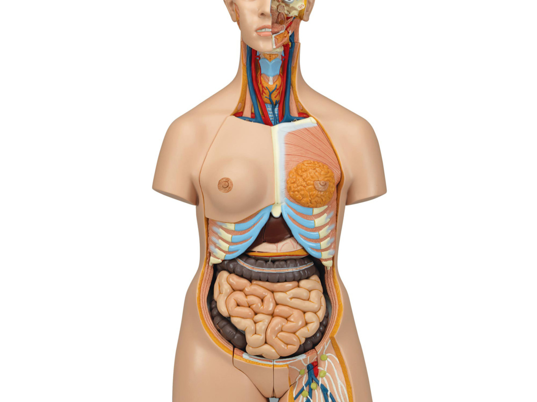 女性器・男性器 人体模型 - 健康/医学