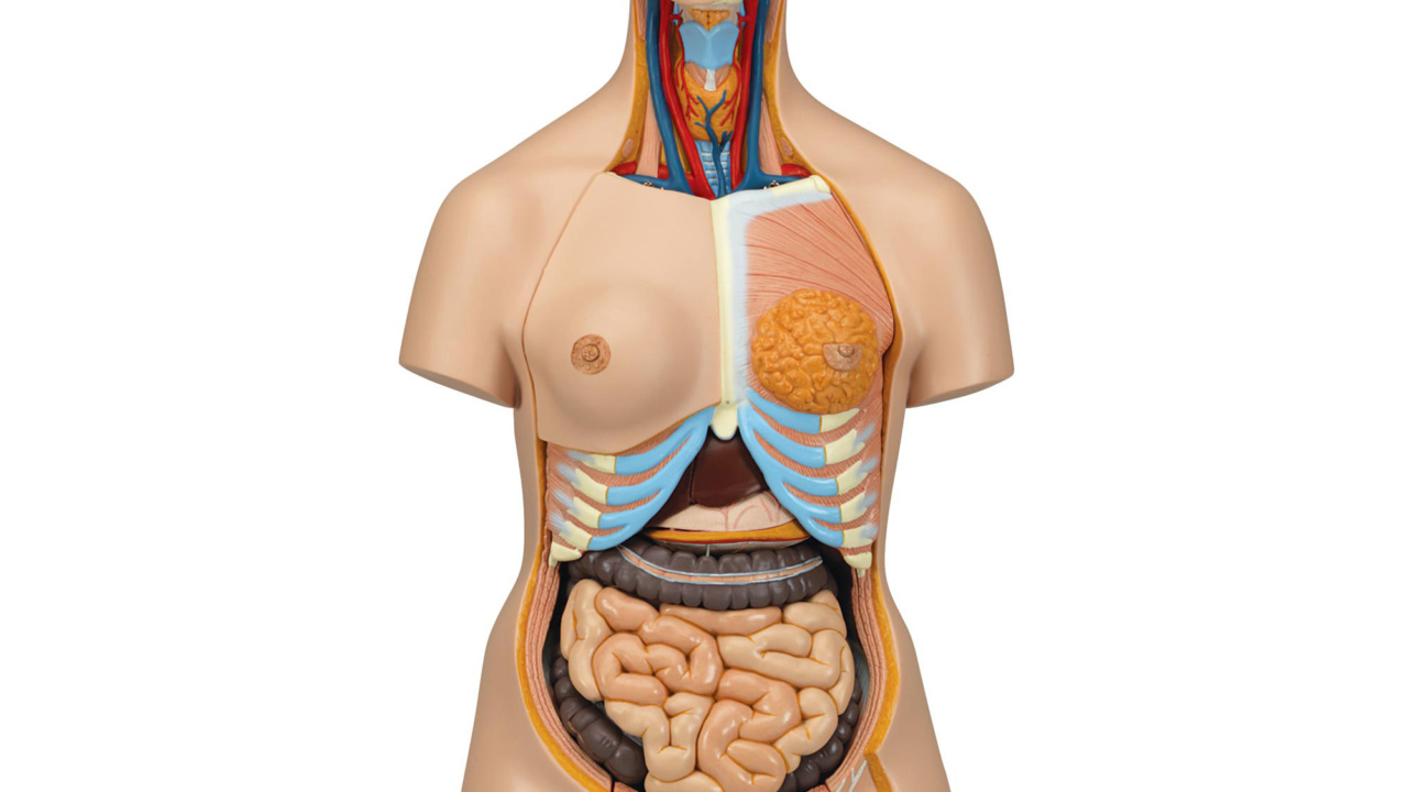 人体解剖模型 等身大 女性 - 健康/医学