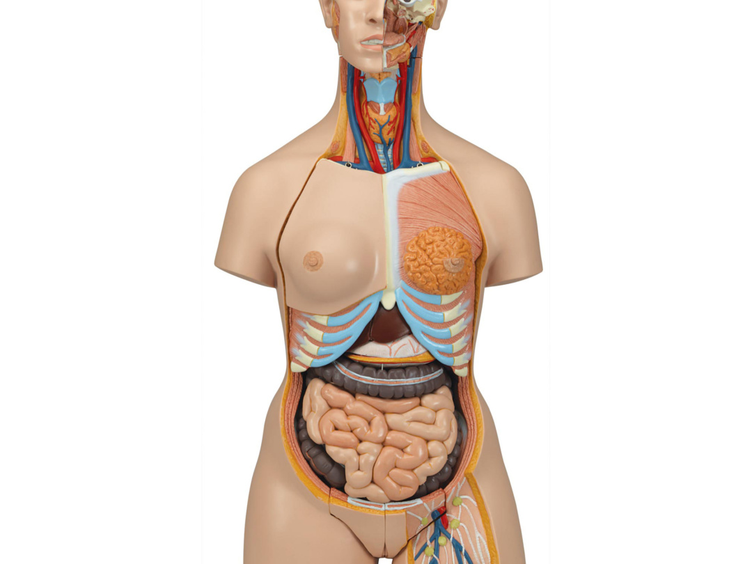 人体模型3B トルソー，18分解モデル，無性，背側開放型-