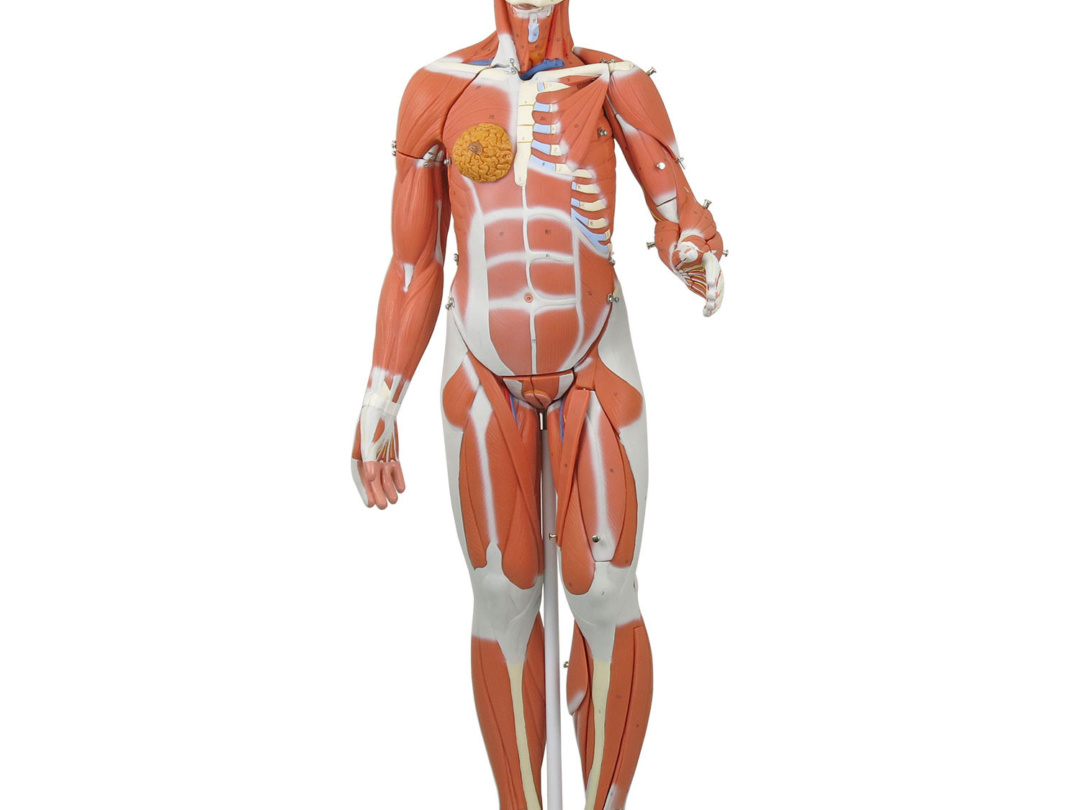 筋肉解剖 1 2倍大 21分解モデル 女性 日本スリービー サイエンティフィック